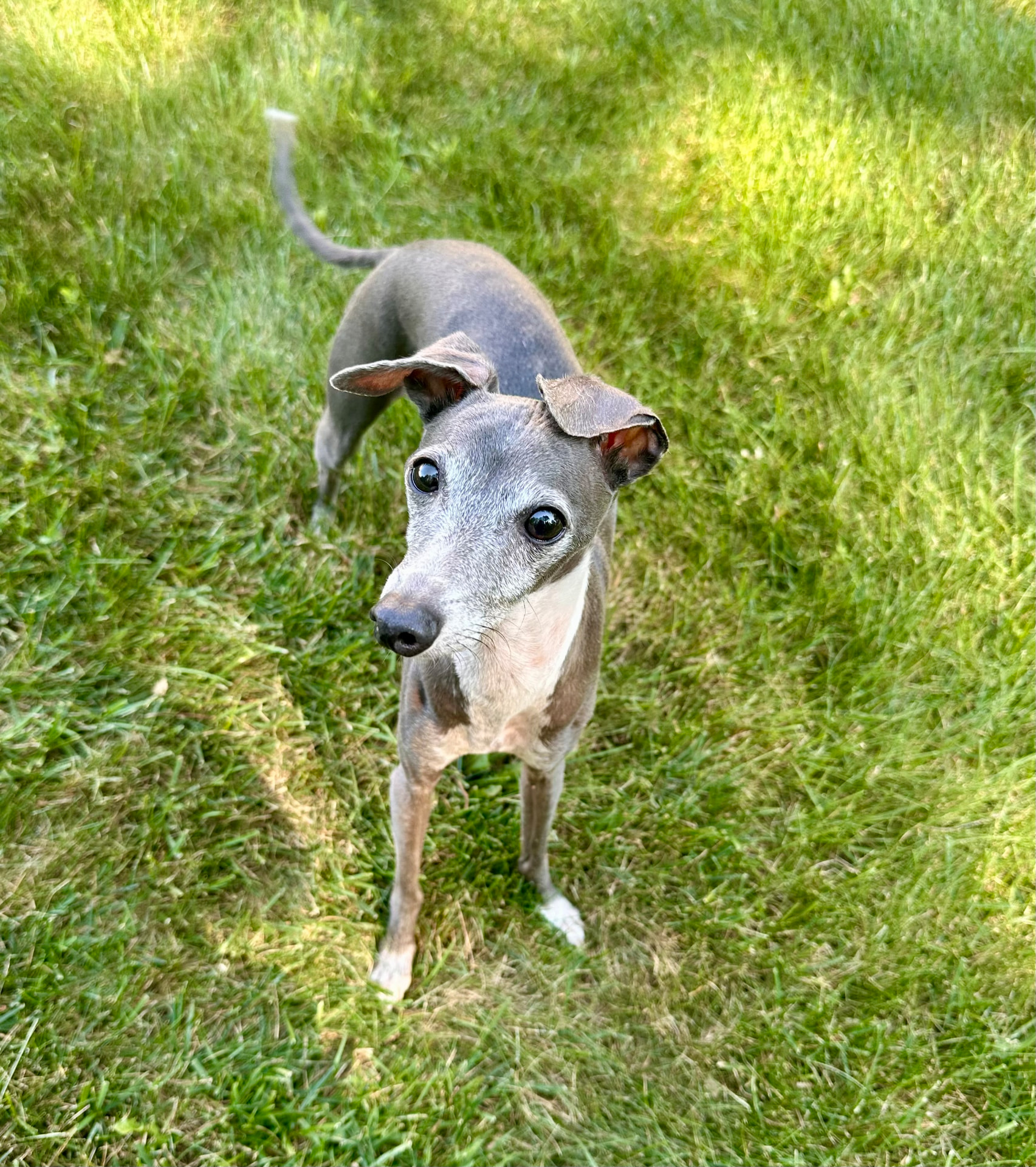 Winston
